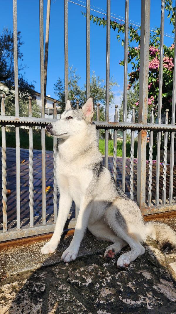 Cucciola Cane Lupo Cecoslovacco Foto 3